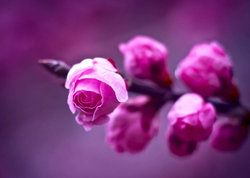ภาพดอกไม้สวยๆ HD-3D-Wallpapers-Backgrounds (Flower)ภาพพื้นหลัง พักหน้าจอ No.8