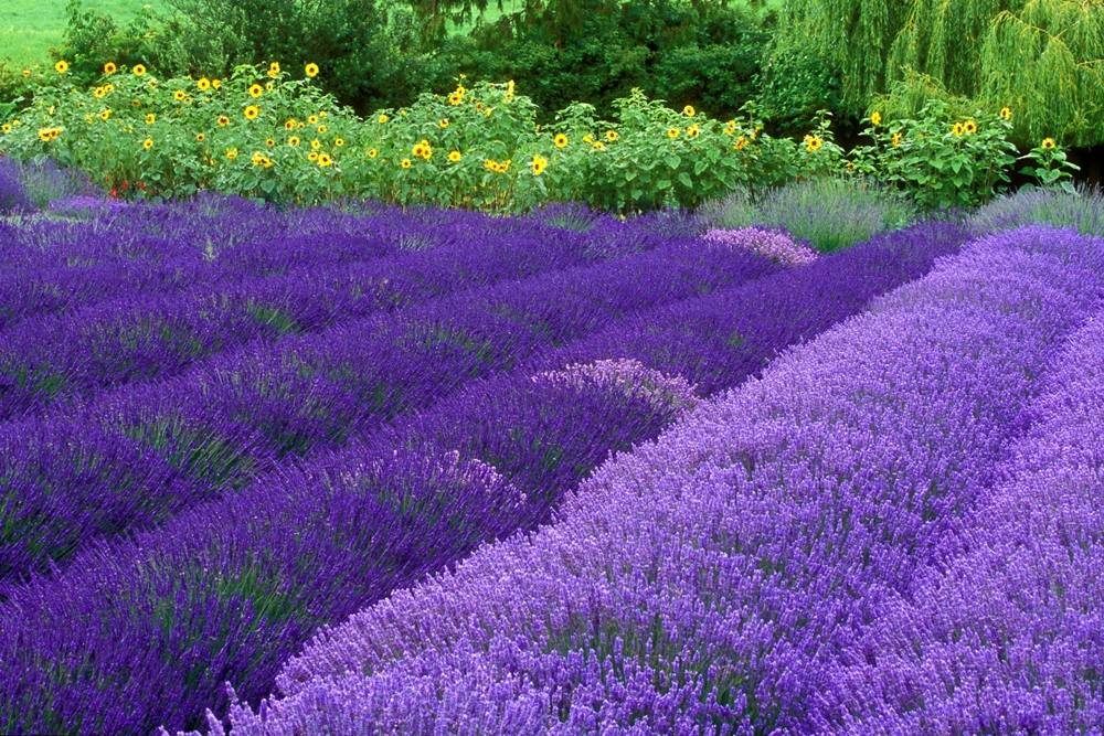 ภาพดอกไม้สวยๆ HD-3D-Wallpapers-Backgrounds (Flower)ภาพพื้นหลัง พักหน้าจอ No.8