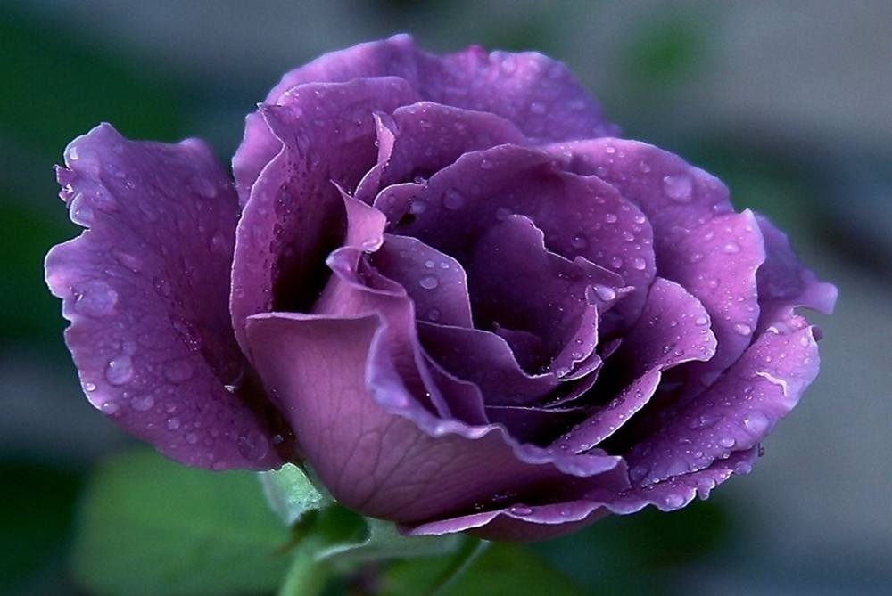 ภาพดอกไม้สวยๆ HD-3D-Wallpapers-Backgrounds (Flower)ภาพพื้นหลัง พักหน้าจอ No.8
