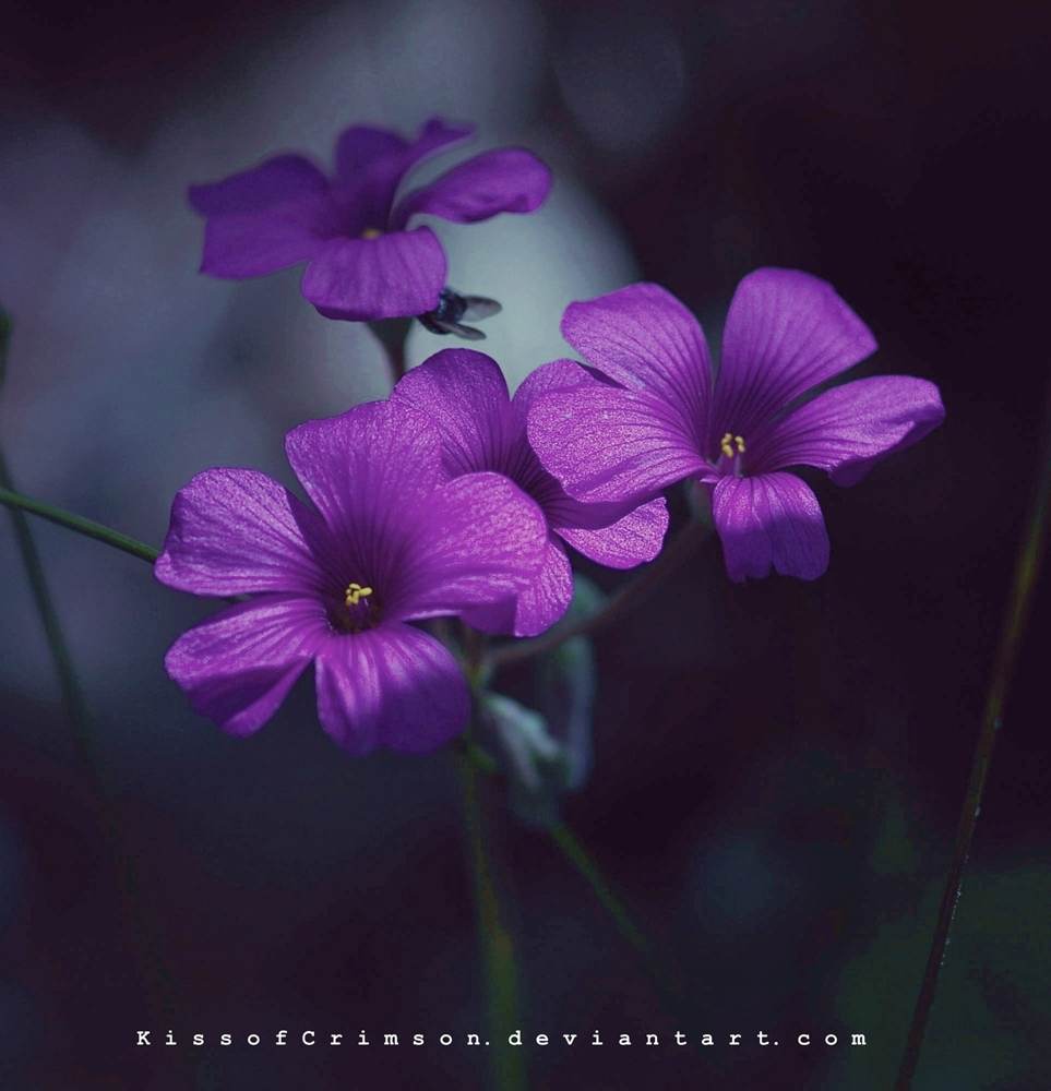 ภาพดอกไม้สวยๆ HD-3D-Wallpapers-Backgrounds (Flower)ภาพพื้นหลัง พักหน้าจอ No.8