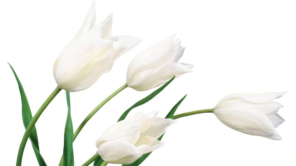 ภาพดอกไม้สวยๆ HD-3D-Wallpapers-Backgrounds (Flower)ภาพพื้นหลัง พักหน้าจอ No.8