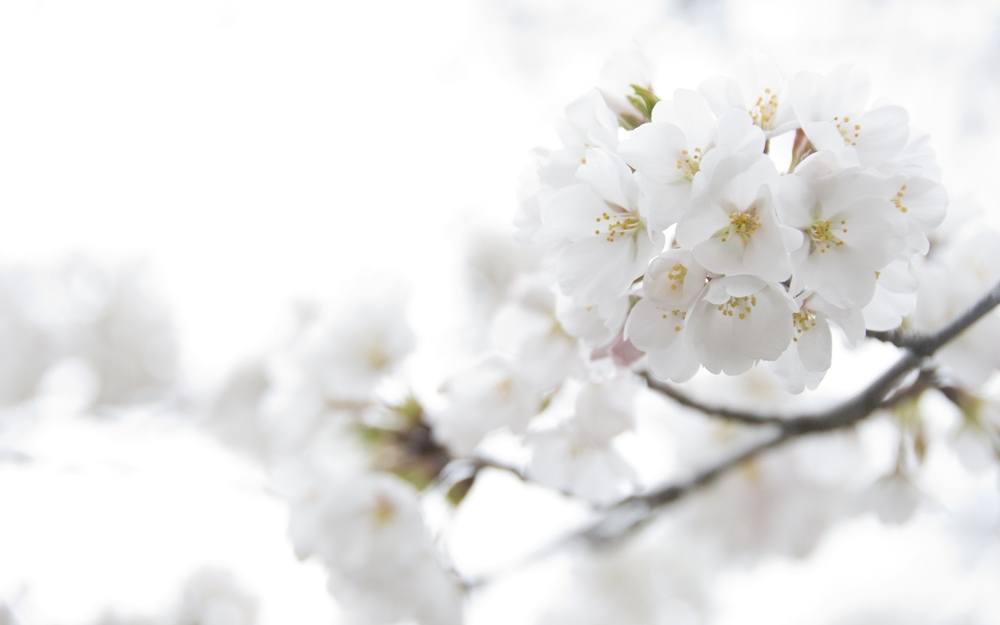 ภาพดอกไม้สวยๆ HD-3D-Wallpapers-Backgrounds (Flower)ภาพพื้นหลัง พักหน้าจอ No.8