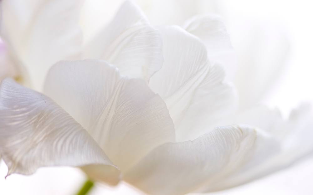 ภาพดอกไม้สวยๆ HD-3D-Wallpapers-Backgrounds (Flower)ภาพพื้นหลัง พักหน้าจอ No.8