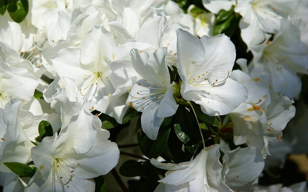 ภาพดอกไม้สวยๆ HD-3D-Wallpapers-Backgrounds (Flower)ภาพพื้นหลัง พักหน้าจอ No.8