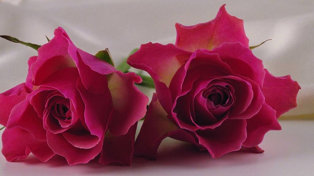 ภาพดอกไม้สวยๆ HD-3D-Wallpapers-Backgrounds (Flower)ภาพพื้นหลัง พักหน้าจอ No.8
