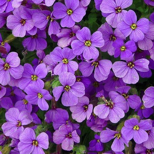 ภาพดอกไม้สวยๆ HD-3D-Wallpapers-Backgrounds (Flower)ภาพพื้นหลัง พักหน้าจอ No.8