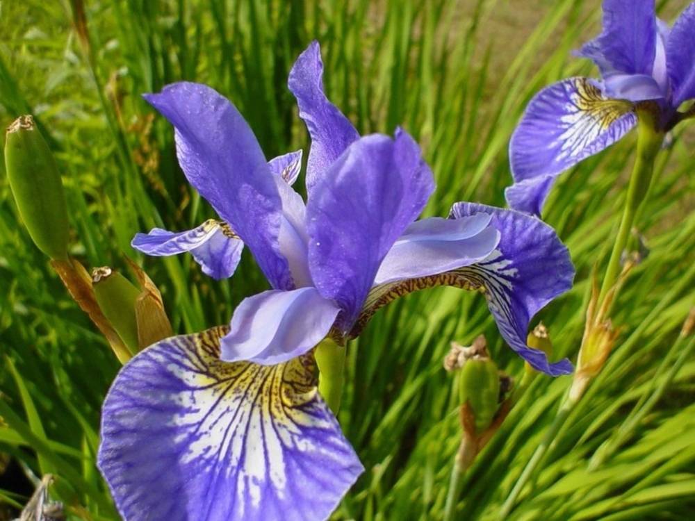 ภาพดอกไม้สวยๆ HD-3D-Wallpapers-Backgrounds (Flower)ภาพพื้นหลัง พักหน้าจอ No.8