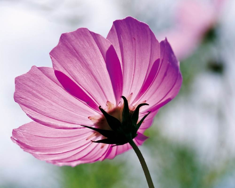 ภาพดอกไม้สวยๆ HD-3D-Wallpapers-Backgrounds (Flower)ภาพพื้นหลัง พักหน้าจอ No.8