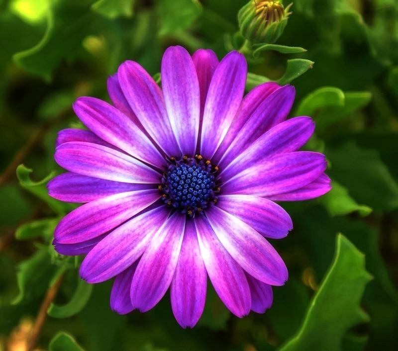 ภาพดอกไม้สวยๆ HD-3D-Wallpapers-Backgrounds (Flower)ภาพพื้นหลัง พักหน้าจอ No.8