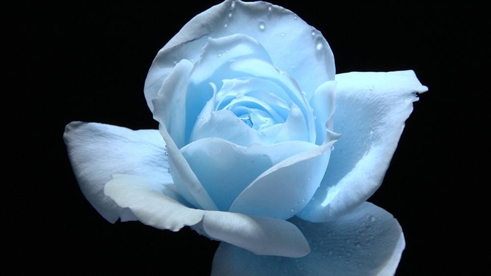 ภาพดอกไม้สวยๆ HD-3D-Wallpapers-Backgrounds (Flower)ภาพพื้นหลัง พักหน้าจอ No.9