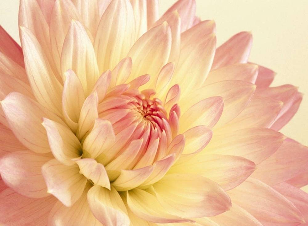 ภาพดอกไม้สวยๆ HD-3D-Wallpapers-Backgrounds (Flower)ภาพพื้นหลัง พักหน้าจอ No.9