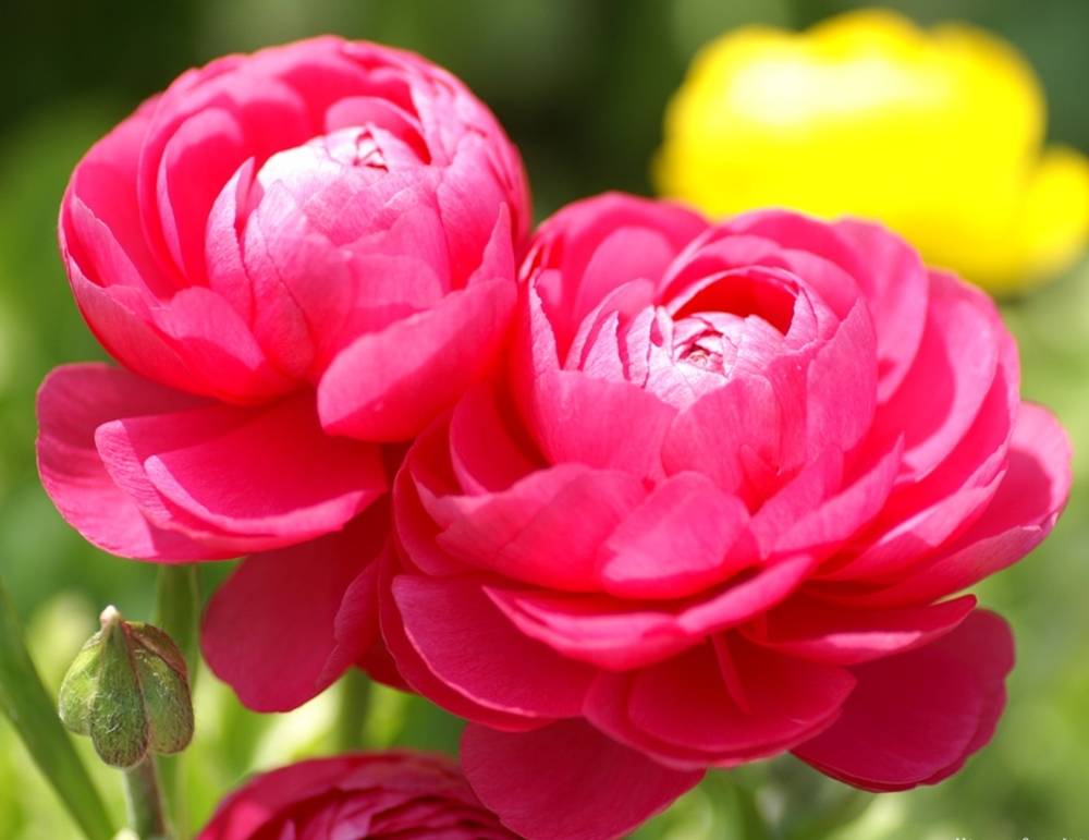 ภาพดอกไม้สวยๆ HD-3D-Wallpapers-Backgrounds (Flower)ภาพพื้นหลัง พักหน้าจอ No.9