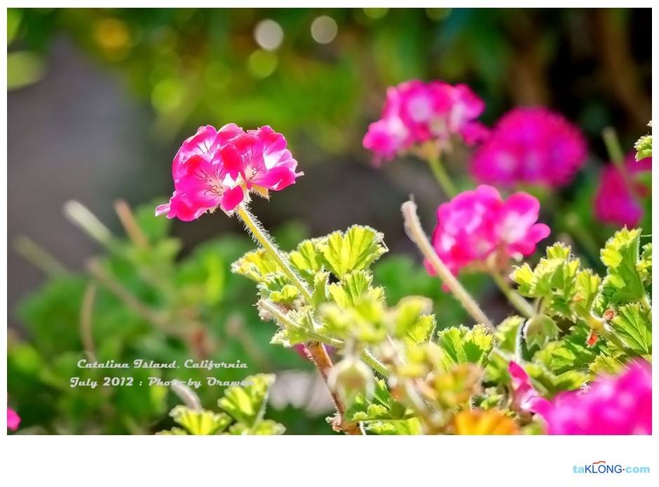 ภาพดอกไม้สวยๆ HD-3D-Wallpapers-Backgrounds (Flower)ภาพพื้นหลัง พักหน้าจอ No.9