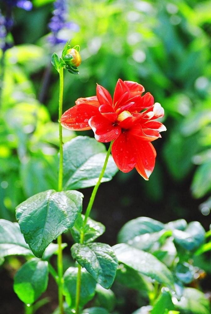 ภาพดอกไม้สวยๆ HD-3D-Wallpapers-Backgrounds (Flower)ภาพพื้นหลัง พักหน้าจอ No.9