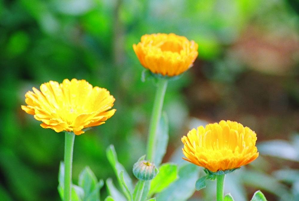 ภาพดอกไม้สวยๆ HD-3D-Wallpapers-Backgrounds (Flower)ภาพพื้นหลัง พักหน้าจอ No.9