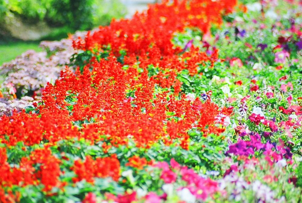 ภาพดอกไม้สวยๆ HD-3D-Wallpapers-Backgrounds (Flower)ภาพพื้นหลัง พักหน้าจอ No.9