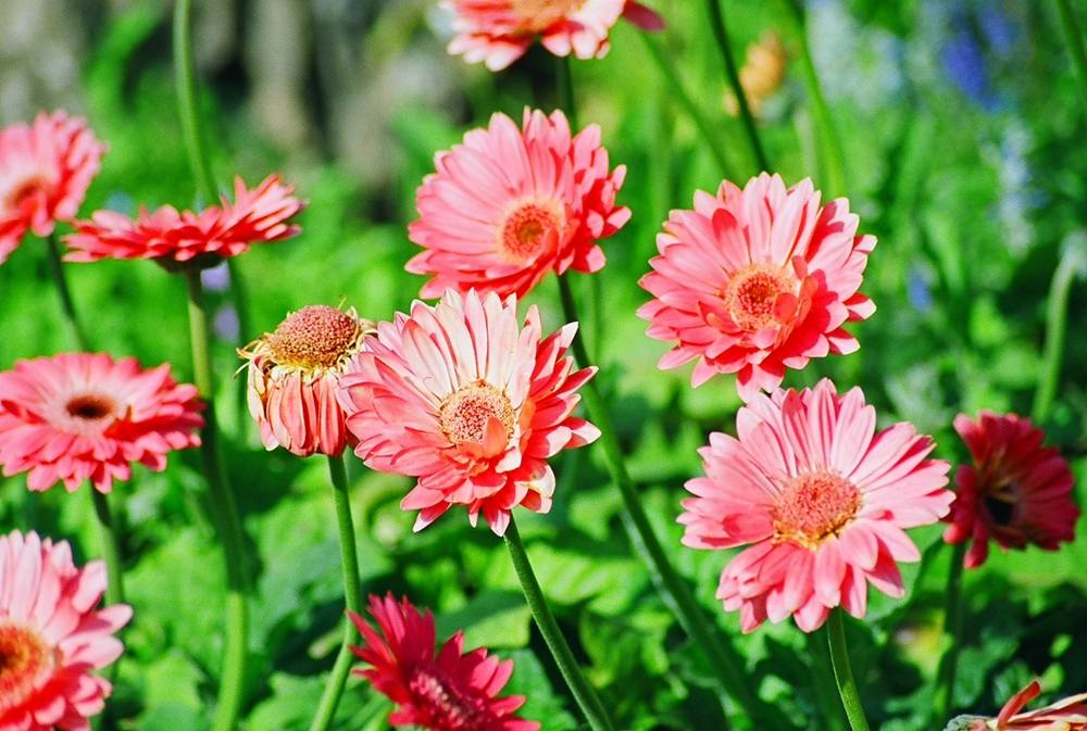 ภาพดอกไม้สวยๆ HD-3D-Wallpapers-Backgrounds (Flower)ภาพพื้นหลัง พักหน้าจอ No.9