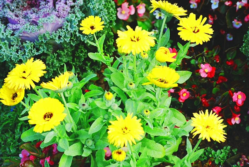 ภาพดอกไม้สวยๆ HD-3D-Wallpapers-Backgrounds (Flower)ภาพพื้นหลัง พักหน้าจอ No.9