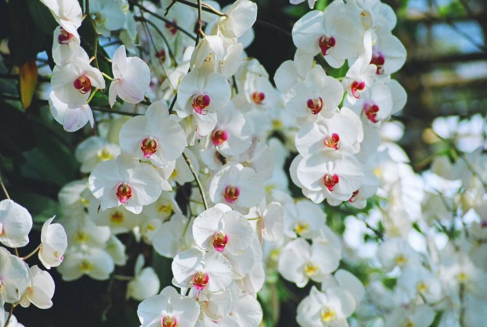 ภาพดอกไม้สวยๆ HD-3D-Wallpapers-Backgrounds (Flower)ภาพพื้นหลัง พักหน้าจอ No.9