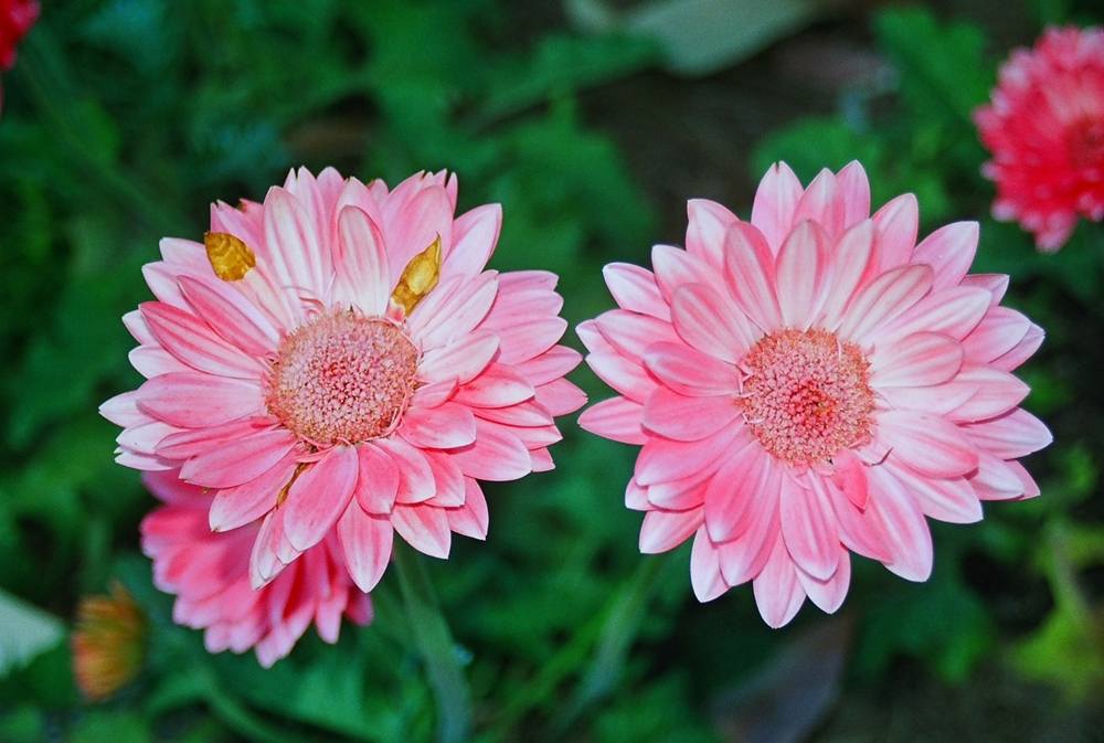 ภาพดอกไม้สวยๆ HD-3D-Wallpapers-Backgrounds (Flower)ภาพพื้นหลัง พักหน้าจอ No.9