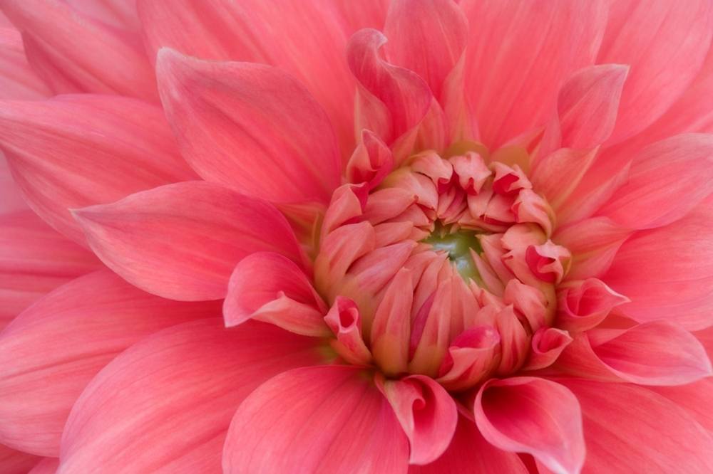 ภาพดอกไม้สวยๆ HD-3D-Wallpapers-Backgrounds (Flower)ภาพพื้นหลัง พักหน้าจอ No.9