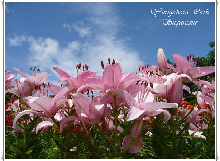 ภาพดอกไม้สวยๆ HD-3D-Wallpapers-Backgrounds (Flower)ภาพพื้นหลัง พักหน้าจอ No.9