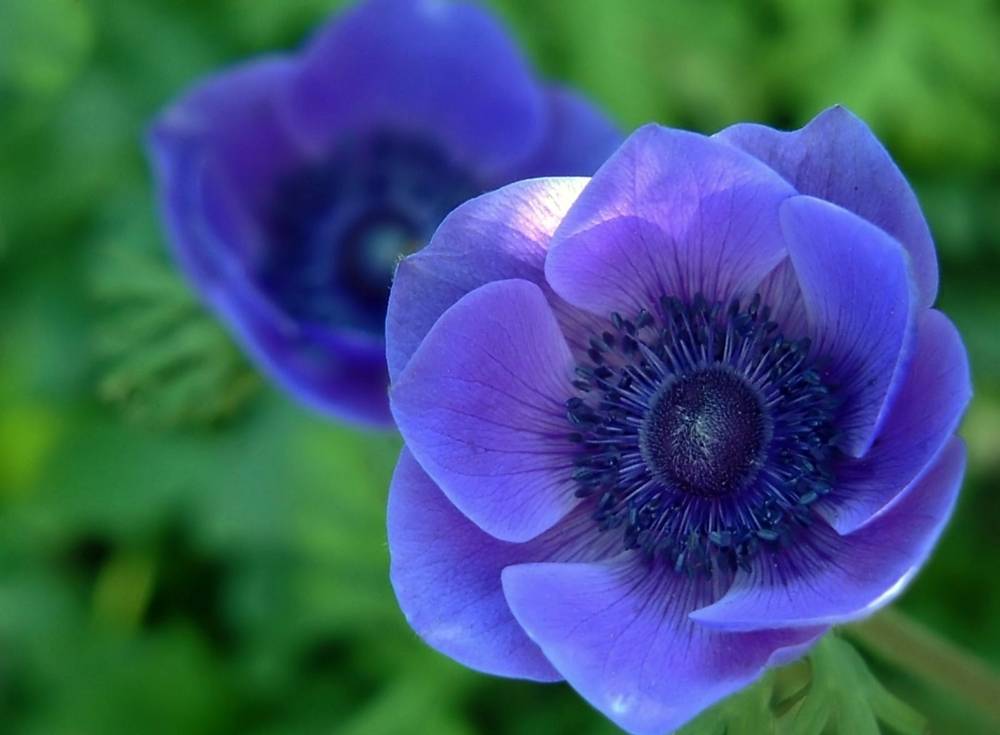 ภาพดอกไม้สวยๆ HD-3D-Wallpapers-Backgrounds (Flower)ภาพพื้นหลัง พักหน้าจอ No.9