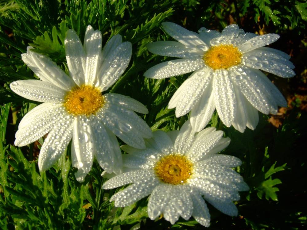 ภาพดอกไม้สวยๆ HD-3D-Wallpapers-Backgrounds (Flower)ภาพพื้นหลัง พักหน้าจอ No.9