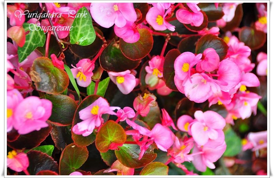 ภาพดอกไม้สวยๆ HD-3D-Wallpapers-Backgrounds (Flower)ภาพพื้นหลัง พักหน้าจอ No.9