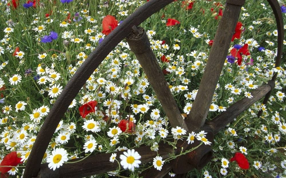 ภาพดอกไม้สวยๆ HD-3D-Wallpapers-Backgrounds (Flower)ภาพพื้นหลัง พักหน้าจอ No.9
