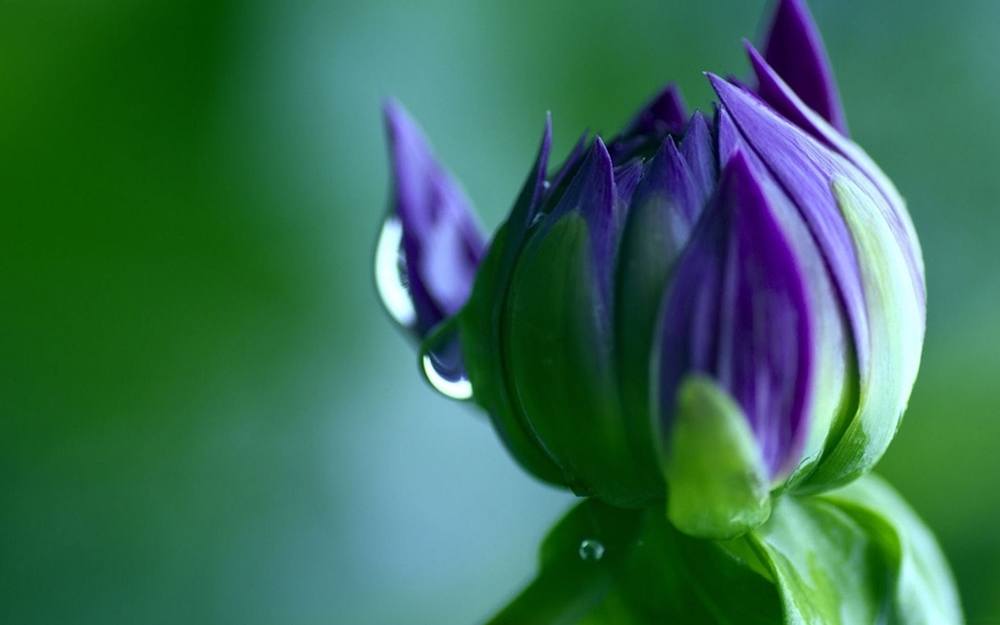 ภาพดอกไม้สวยๆ HD-3D-Wallpapers-Backgrounds (Flower)ภาพพื้นหลัง พักหน้าจอ No.9