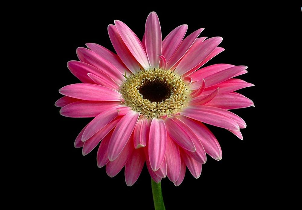 ภาพดอกไม้สวยๆ HD-3D-Wallpapers-Backgrounds (Flower)ภาพพื้นหลัง พักหน้าจอ No.9