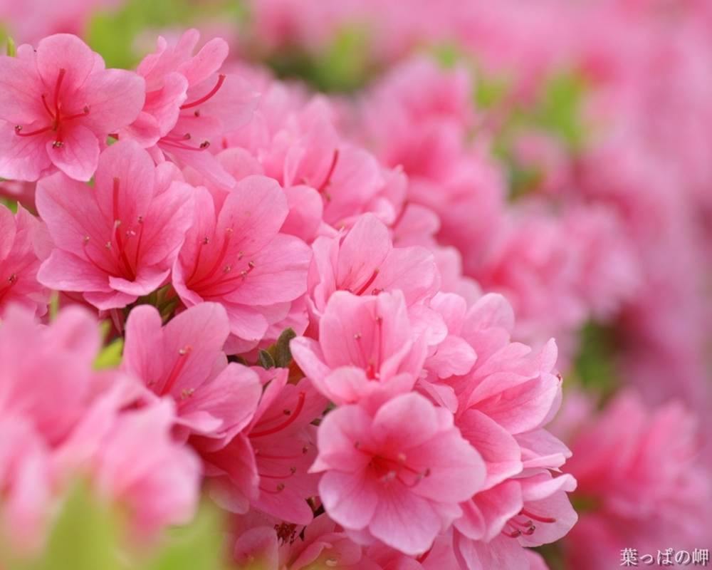 ภาพดอกไม้สวยๆ HD-3D-Wallpapers-Backgrounds (Flower)ภาพพื้นหลัง พักหน้าจอ No.9