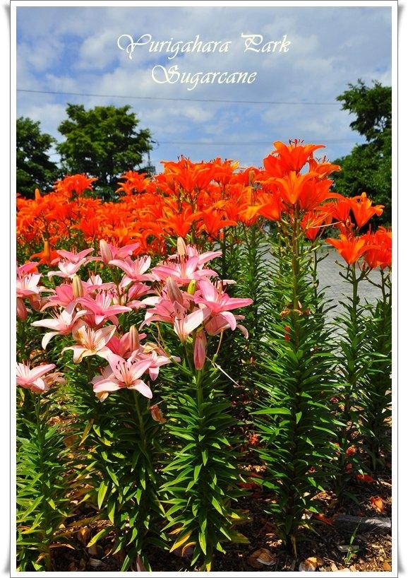 ภาพดอกไม้สวยๆ HD-3D-Wallpapers-Backgrounds (Flower)ภาพพื้นหลัง พักหน้าจอ No.9