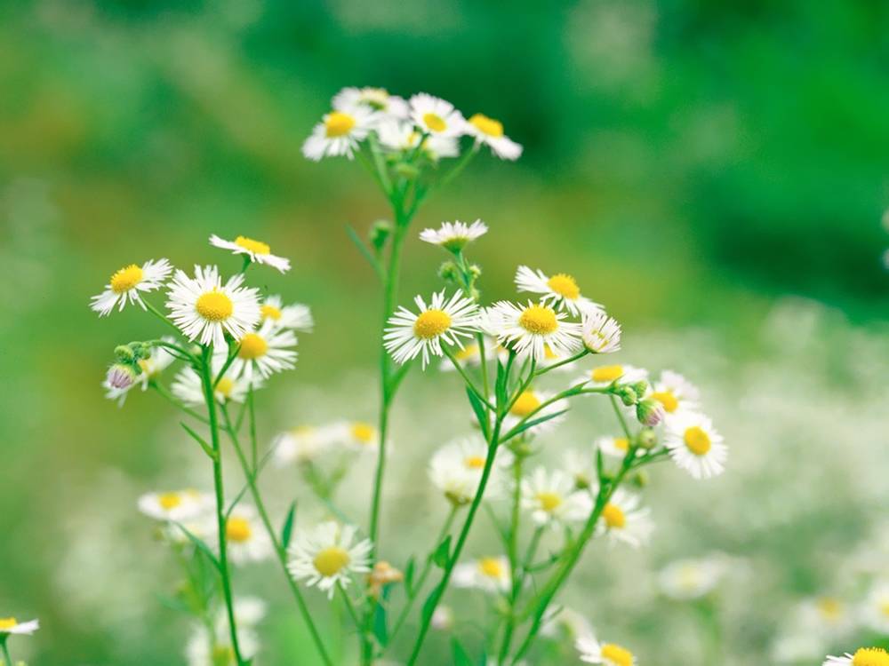 ภาพดอกไม้สวยๆ HD-3D-Wallpapers-Backgrounds (Flower)ภาพพื้นหลัง พักหน้าจอ No.9