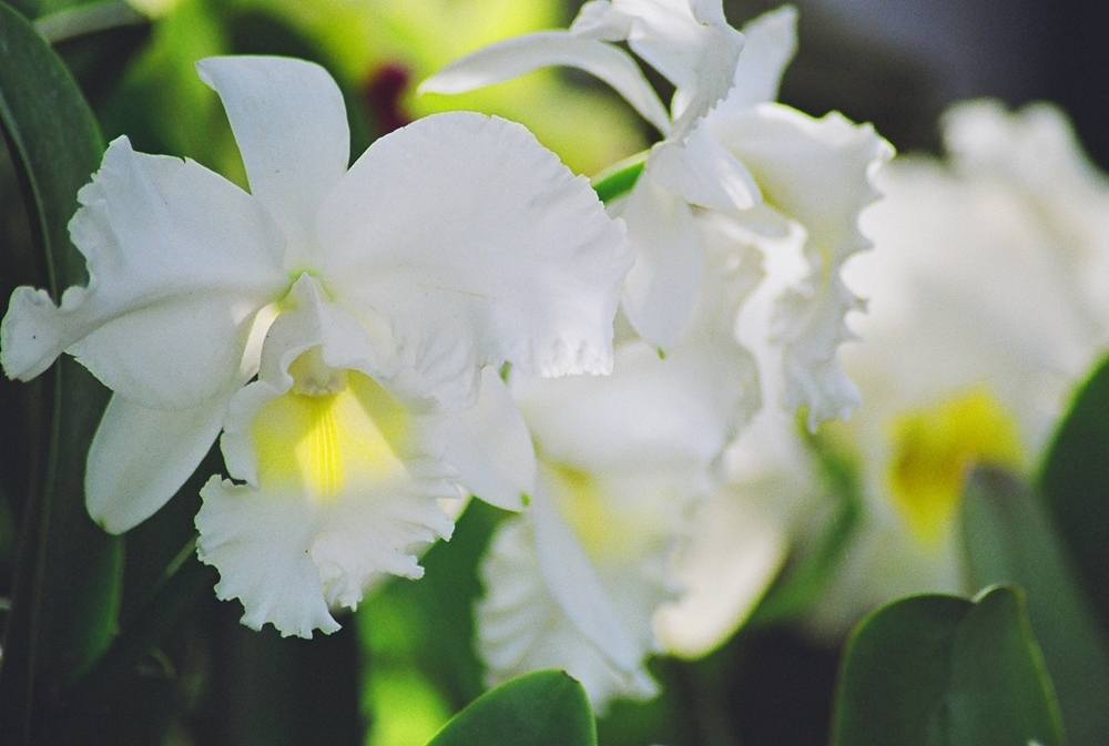 ภาพดอกไม้สวยๆ HD-3D-Wallpapers-Backgrounds (Flower)ภาพพื้นหลัง พักหน้าจอ No.10