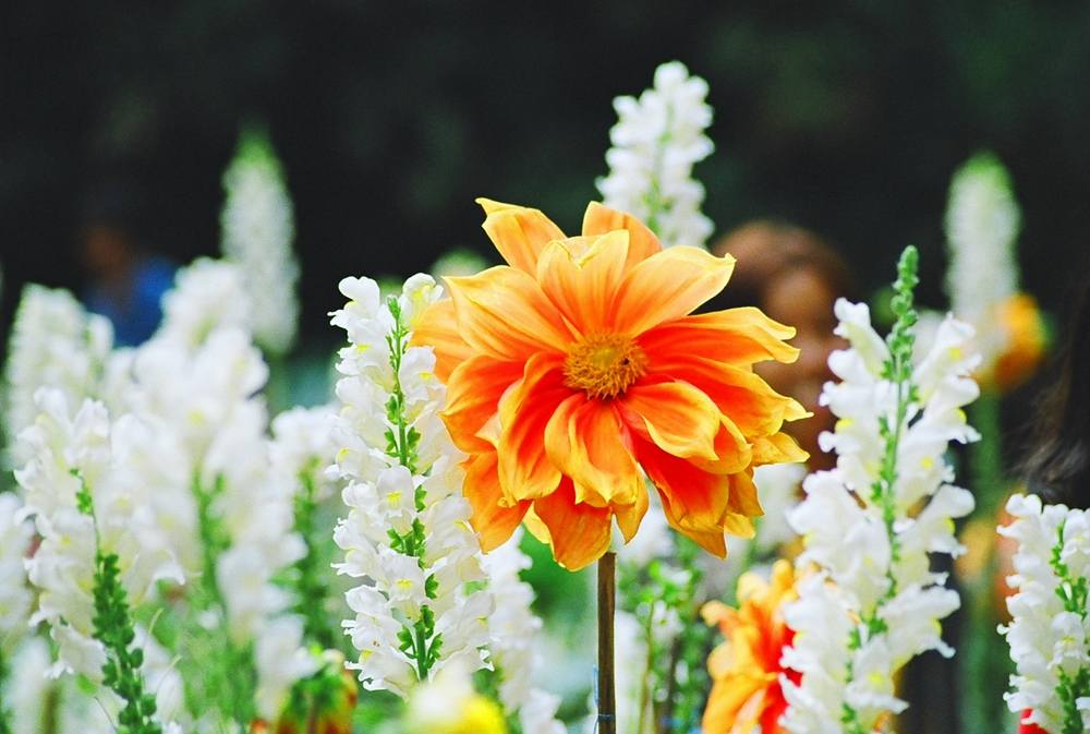 ภาพดอกไม้สวยๆ HD-3D-Wallpapers-Backgrounds (Flower)ภาพพื้นหลัง พักหน้าจอ No.10