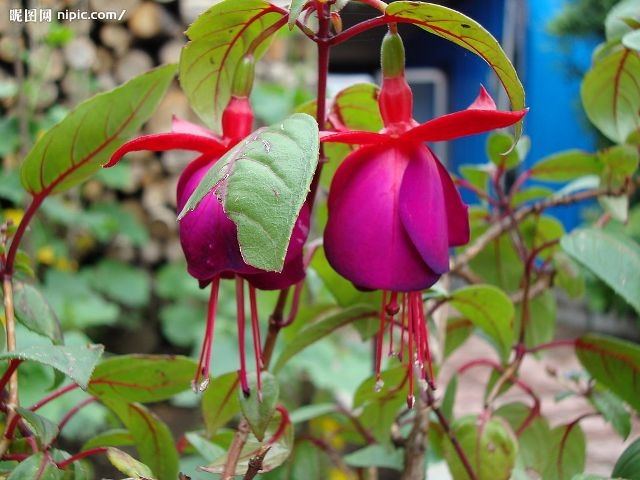 ภาพดอกไม้สวยๆ HD-3D-Wallpapers-Backgrounds (Flower)ภาพพื้นหลัง พักหน้าจอ No.10