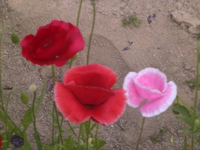ภาพดอกไม้สวยๆ HD-3D-Wallpapers-Backgrounds (Flower)ภาพพื้นหลัง พักหน้าจอ No.10