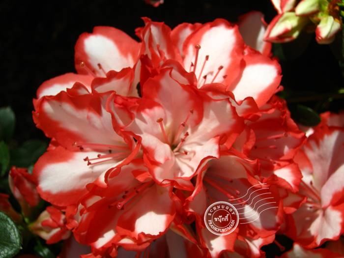 ภาพดอกไม้สวยๆ HD-3D-Wallpapers-Backgrounds (Flower)ภาพพื้นหลัง พักหน้าจอ No.10