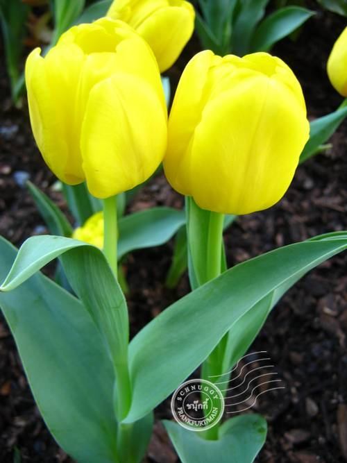 ภาพดอกไม้สวยๆ HD-3D-Wallpapers-Backgrounds (Flower)ภาพพื้นหลัง พักหน้าจอ No.10