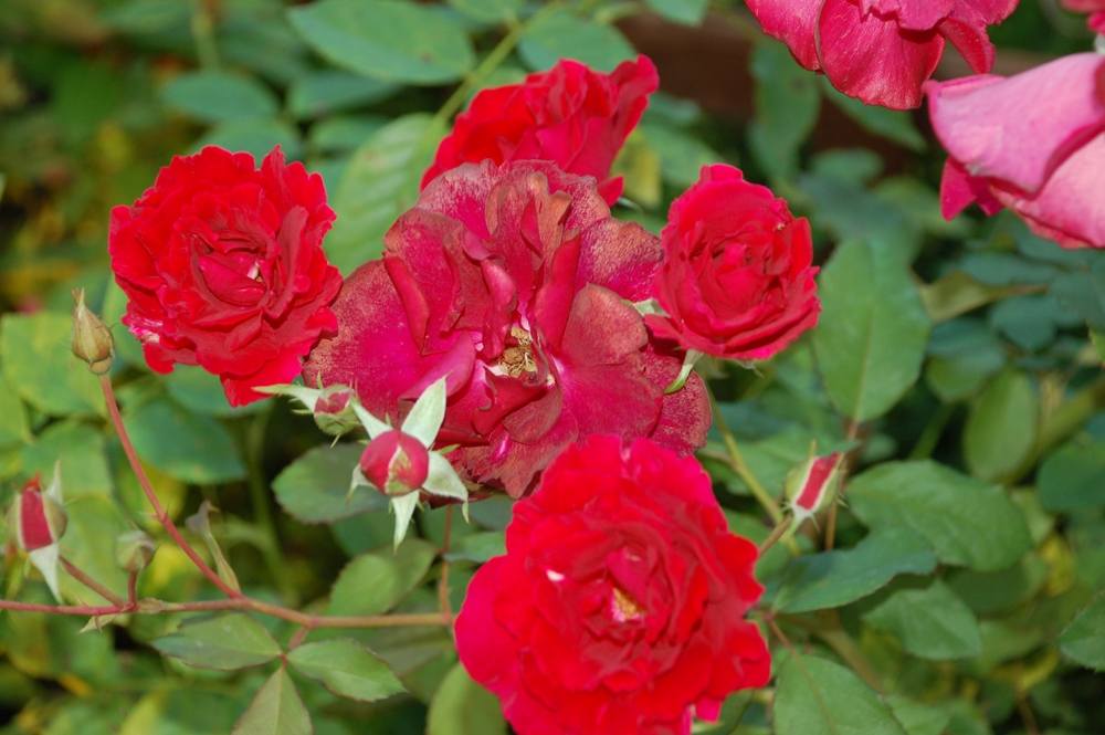 ภาพดอกไม้สวยๆ HD-3D-Wallpapers-Backgrounds (Flower)ภาพพื้นหลัง พักหน้าจอ No.10