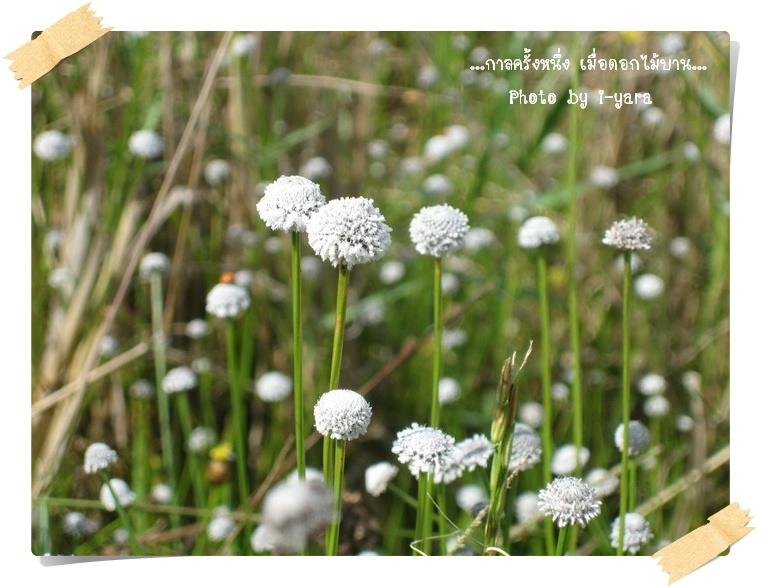 ภาพดอกไม้สวยๆ HD-3D-Wallpapers-Backgrounds (Flower)ภาพพื้นหลัง พักหน้าจอ No.10
