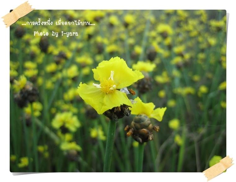 ภาพดอกไม้สวยๆ HD-3D-Wallpapers-Backgrounds (Flower)ภาพพื้นหลัง พักหน้าจอ No.10