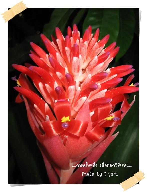 ภาพดอกไม้สวยๆ HD-3D-Wallpapers-Backgrounds (Flower)ภาพพื้นหลัง พักหน้าจอ No.10