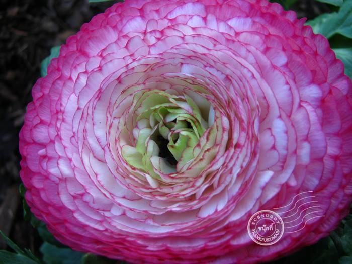 ภาพดอกไม้สวยๆ HD-3D-Wallpapers-Backgrounds (Flower)ภาพพื้นหลัง พักหน้าจอ No.10