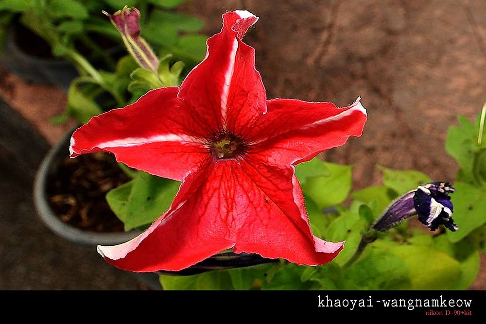 ภาพดอกไม้สวยๆ HD-3D-Wallpapers-Backgrounds (Flower)ภาพพื้นหลัง พักหน้าจอ No.10
