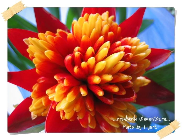 ภาพดอกไม้สวยๆ HD-3D-Wallpapers-Backgrounds (Flower)ภาพพื้นหลัง พักหน้าจอ No.10