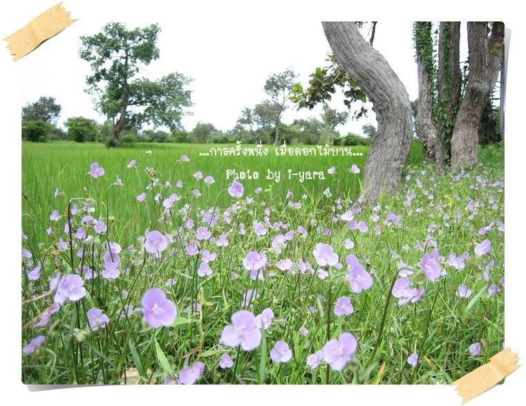 ภาพดอกไม้สวยๆ HD-3D-Wallpapers-Backgrounds (Flower)ภาพพื้นหลัง พักหน้าจอ No.10