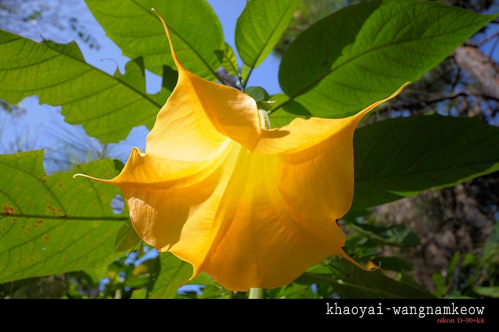 ภาพดอกไม้สวยๆ HD-3D-Wallpapers-Backgrounds (Flower)ภาพพื้นหลัง พักหน้าจอ No.10